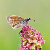 Dingy Skipper 5 